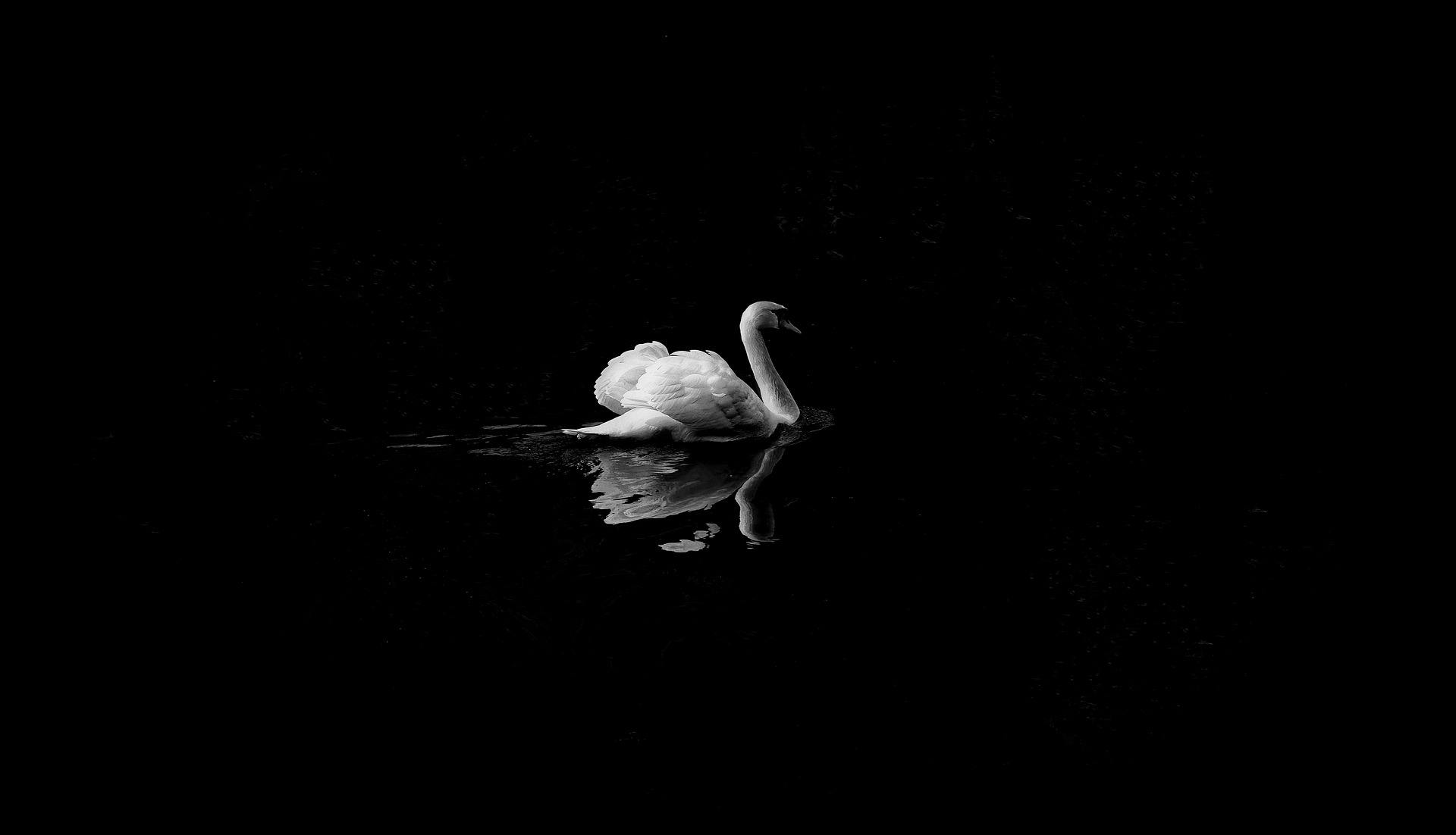 single swan in dark background